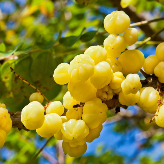 Tahitian Gooseberry Fruit Seeds