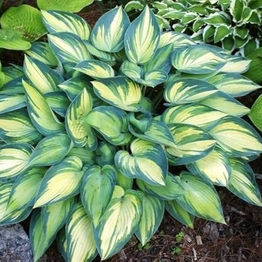 Autumn Frost Hosta Plant Seeds