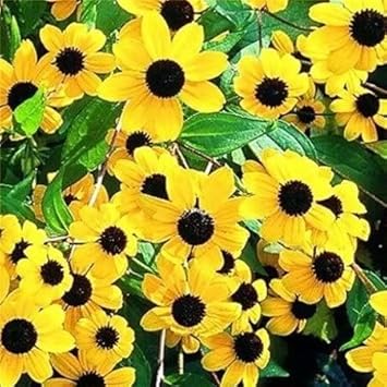 Yellow Rudbeckia Triloba Flower seeds for Planting - Long Bloom Season, Heirloom & GMO Free Seeds for Home Garden
 
 Sale seeds for planting in home garden
