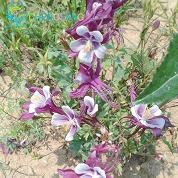 Purple Aquilegia Flower seeds for Planting - Easy to Grow, Heirloom & GMO Free Seeds for Home Garden
 
 Sale seeds for planting in home garden