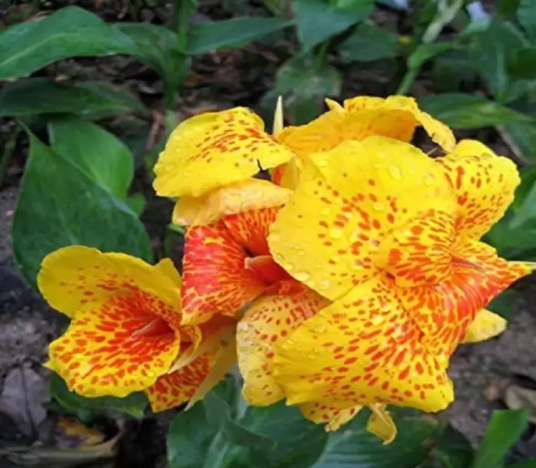 黄色のアチラの花の種まき用 - 野生花の混合種、伝統種で遺伝子組み換えなしの家庭菜園用種子