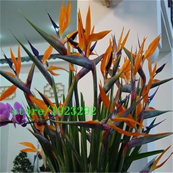 Orange Reginae Flower seeds for Planting - Vibrant Colors, Heirloom & GMO Free Seeds for Home Garden
 
 Sale for planting in home garden