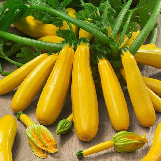 Yellow Summer Squash Vegetable Seeds