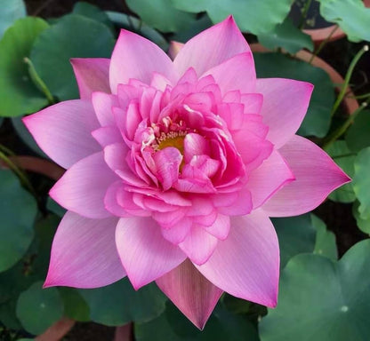 Rare Exotic Lotus Seeds – Collector’s Choice Aquatic Flower for Unique Garden Ponds