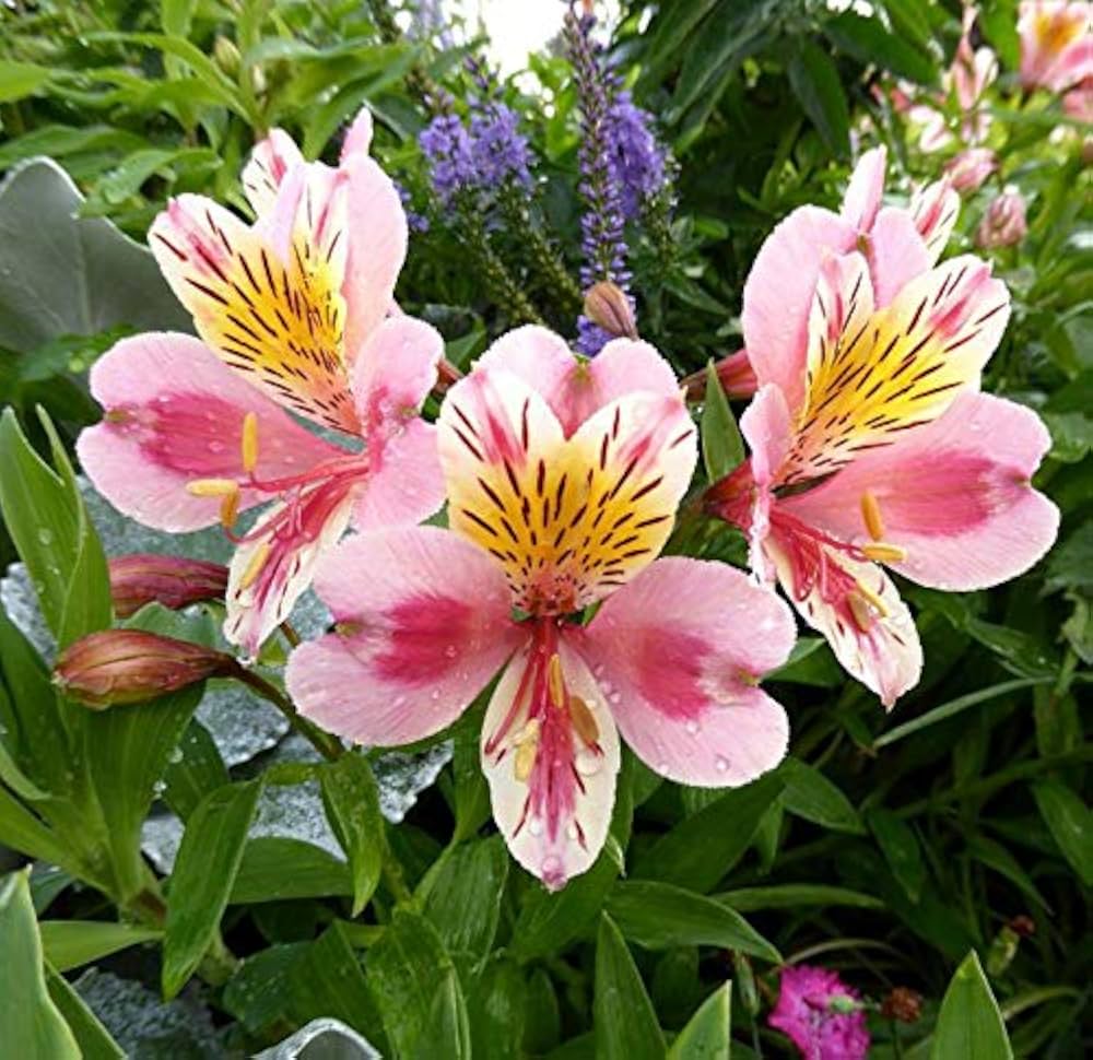 ピンクのアルストロメリアの花の種まき用 - 鮮やかな色彩、伝統種で遺伝子組み換えなしの家庭用庭園向け種子