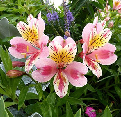 ピンクのアルストロメリアの花の種まき用 - 鮮やかな色彩、伝統種で遺伝子組み換えなしの家庭用庭園向け種子