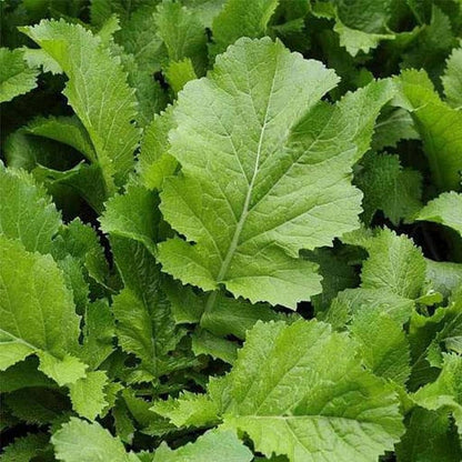 Mustard Green Vegetable Seeds