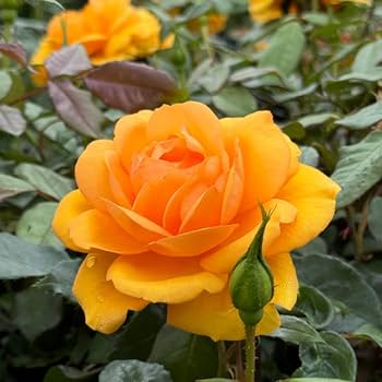 Goldish Yellow Rose Flower seeds for Planting - Drought Tolerant, Heirloom & GMO Free Seeds for Home Garden