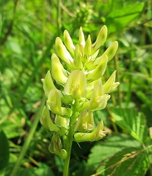 Yellow Astragalus Flower seeds for Planting - Cut Flower Favorite, Heirloom & GMO Free Seeds for Home Garden