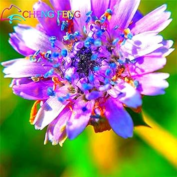 Purple Pincushion Flower seeds for Planting - Cottage Garden Essential, Heirloom & GMO Free Seeds for Home Garden
 
 Sale for planting in home garden