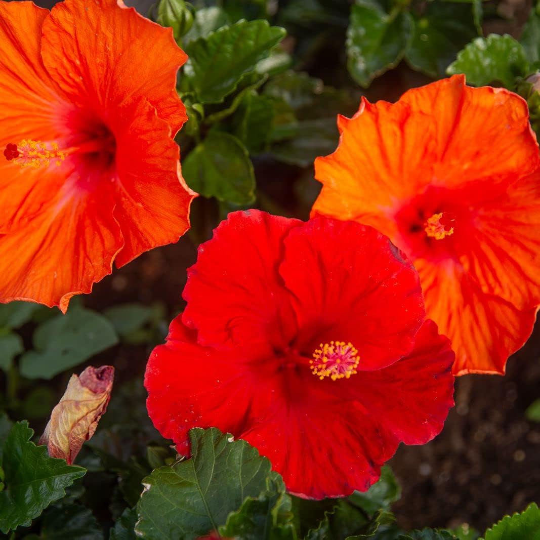 Red Hardy Hibiscus Flower Seeds
