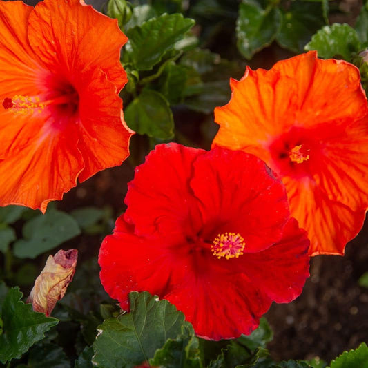 Red Hardy Hibiscus Flower Seeds