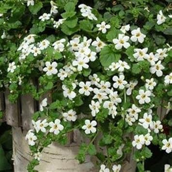 White Snowtopia Flower seeds for Planting - Compact Growth, Heirloom & GMO Free Seeds for Home Garden
 
 Sale seeds for planting in home garden