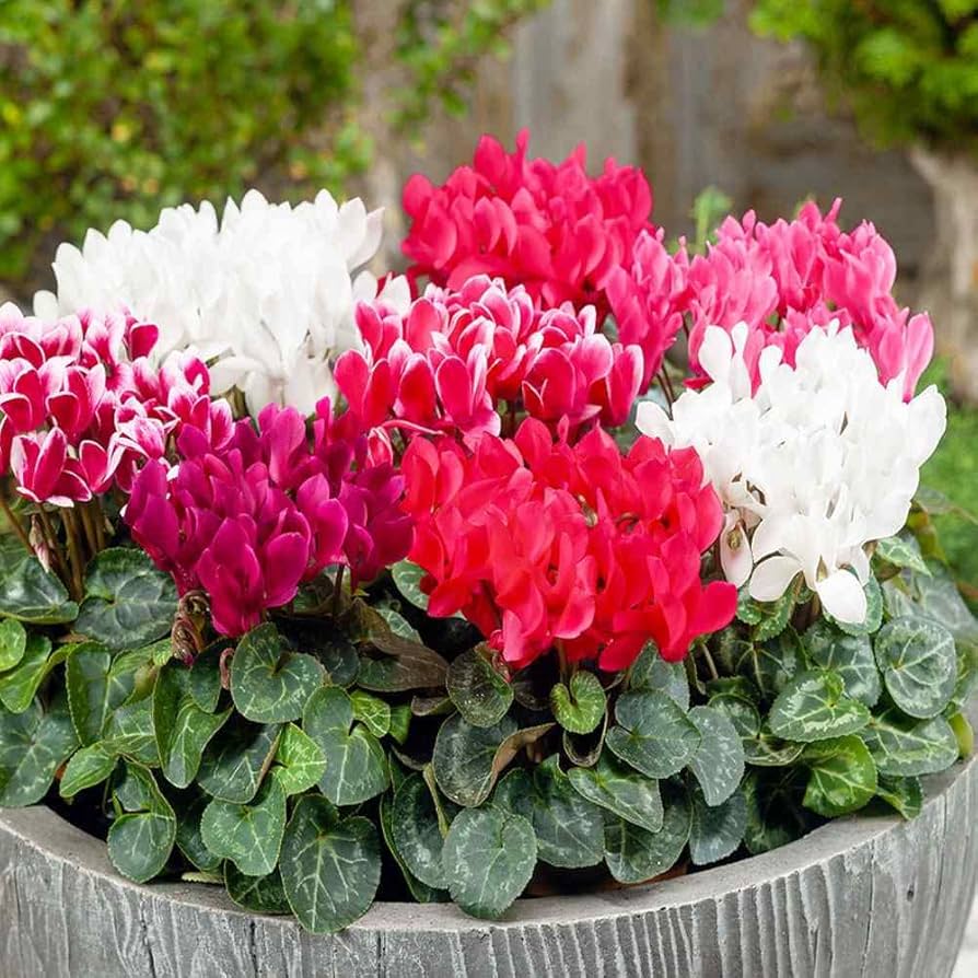 Persicum Flower seeds for Planting - Fragrant Blossoms, Heirloom & GMO Free Seeds for Home Garden