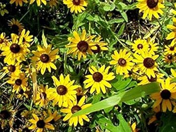 Yellow Rudbeckia Flower seeds for Planting - Cottage Garden Essential, Heirloom & GMO Free Seeds for Home Garden
 
 Sale for planting in home garden.