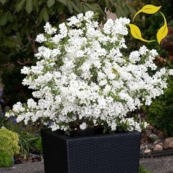 White Racemosa Flower seeds for Planting - Premium Quality, Heirloom & GMO Free Seeds for Home Garden
 
 Sale seeds for planting in home garden