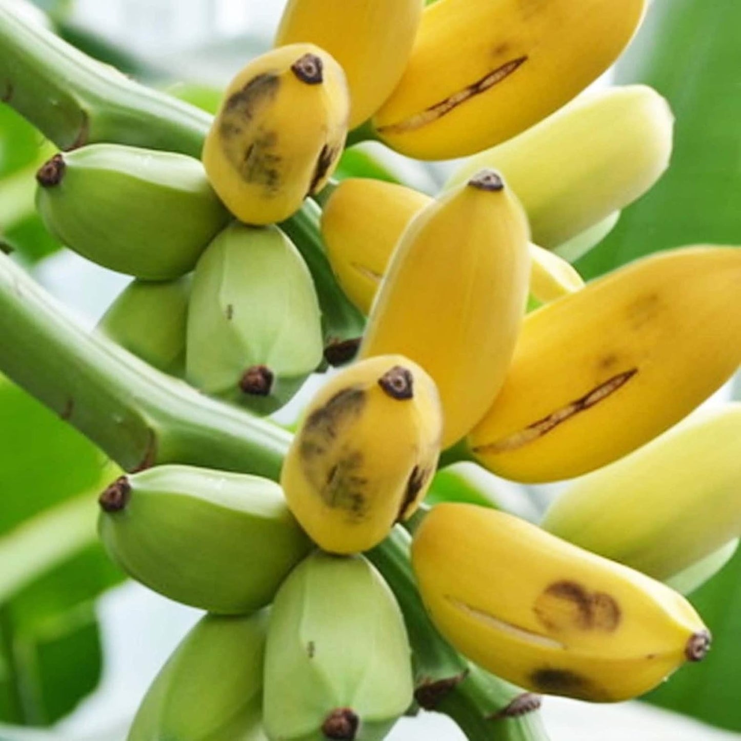 Dwarf Cavendish Banana Fruit Seeds
