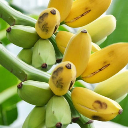 Dwarf Cavendish Banana Fruit Seeds