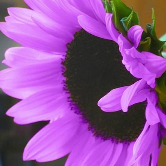 Purple Sunflower Flower Seeds