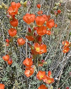 Orange Sphaeralcea Flower seeds for Planting - Cottage Garden Essential, Heirloom & GMO Free Seeds for Home Garden
 
 Sale for planting in home garden