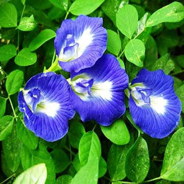 Butterfly Pea Flower Seeds