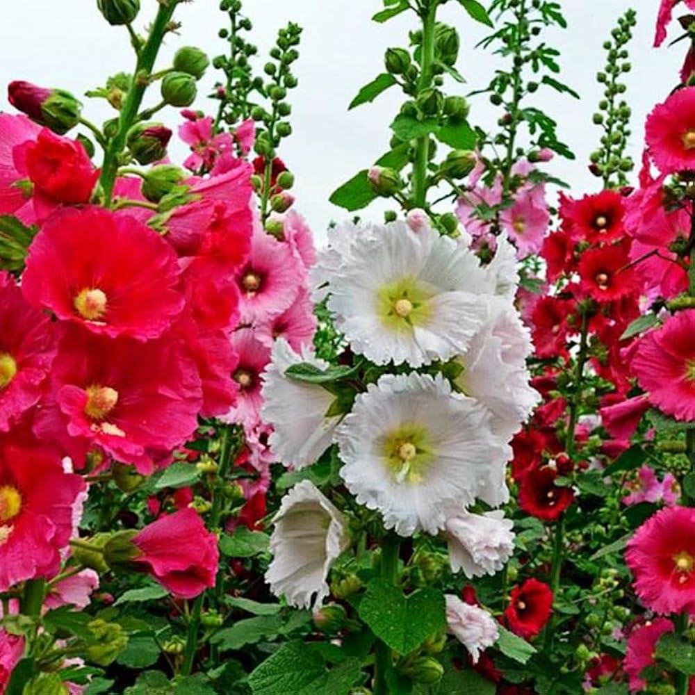 Mixed Color Hollyhock Flower Seeds