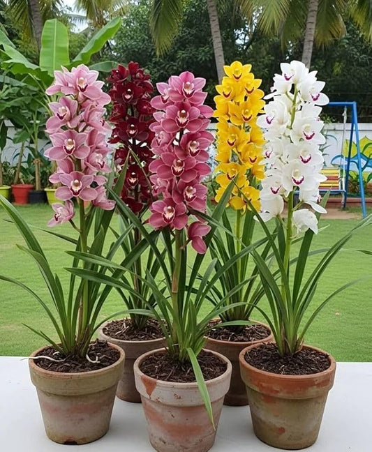 Butterfly Orchid Flower seeds for Planting - Bright Blooms, Heirloom & GMO Free Seeds for Home Garden