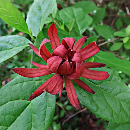 Carolina Allspice Flower Seeds