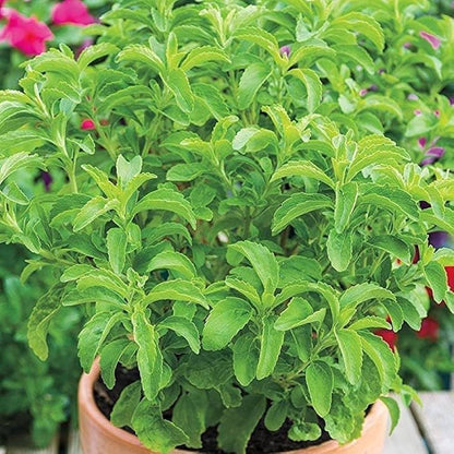 Stevia Kräutersamen