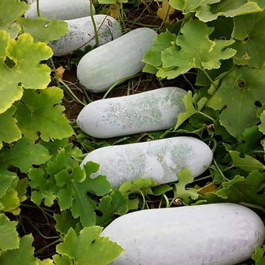 Semi di verdura di melone invernale a cera bianca