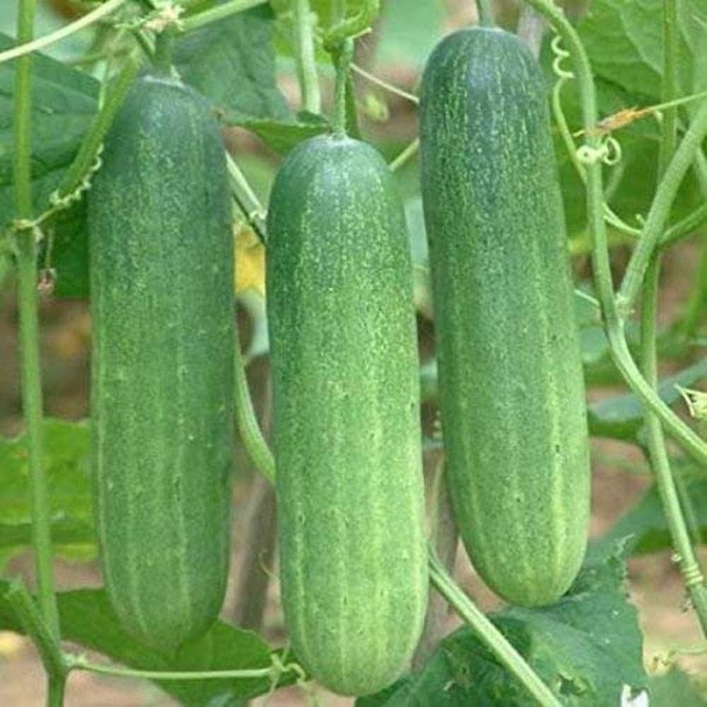 Cucumber Vegetable Seeds