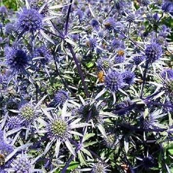 Blue Eryngium Alpinum Flower seeds for Planting - Premium Quality, Heirloom & GMO Free Seeds for Home Garden
 
 Sale for planting in home garden