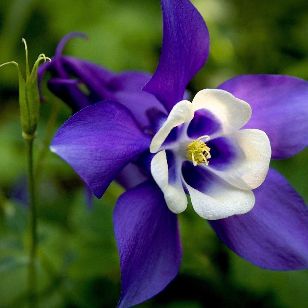 Purple Columbine Flower Seeds