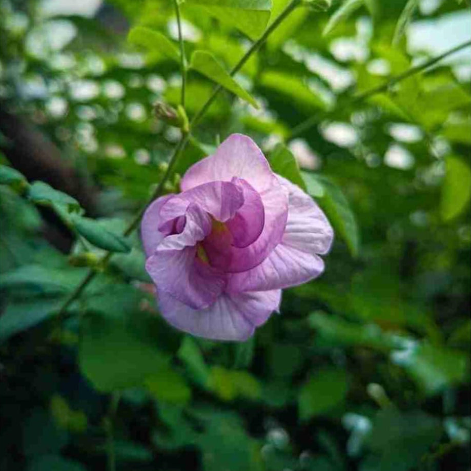 Purple Butterfly Pea Flower Seeds