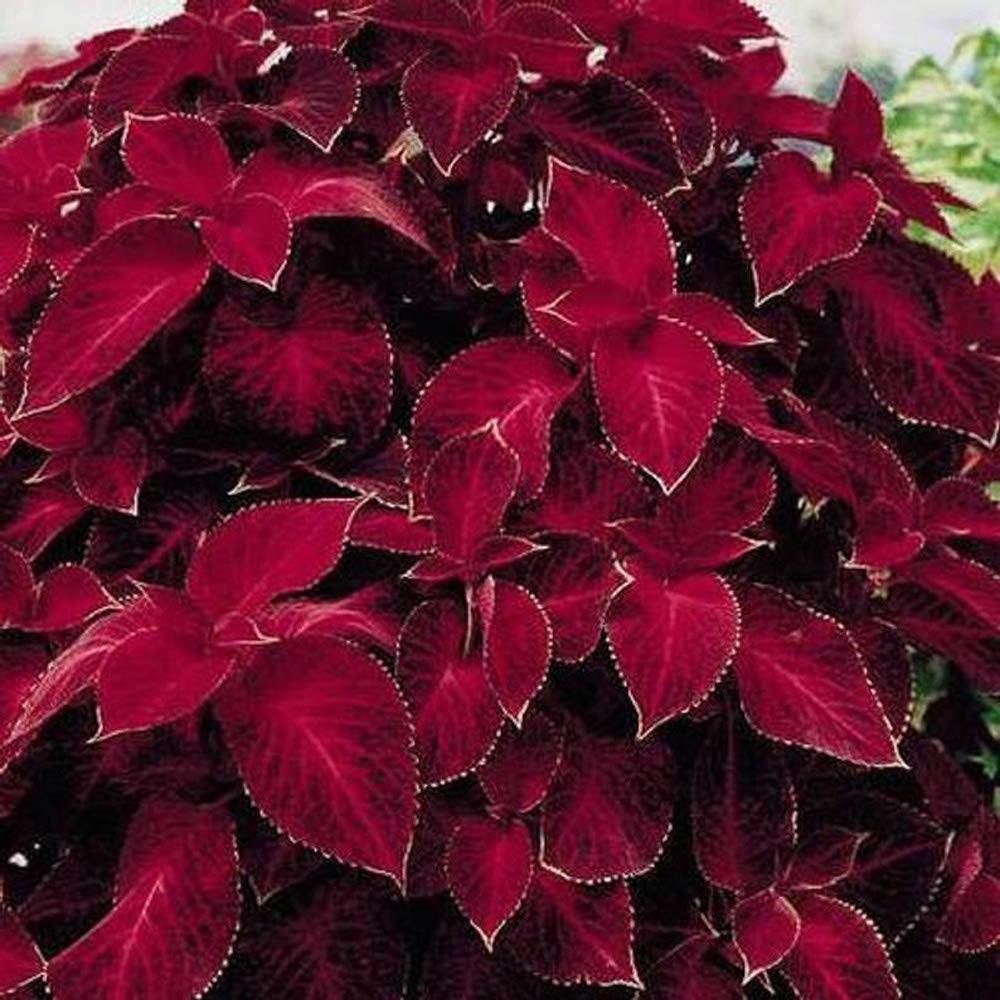 Velvet Red Coleus Herb Seeds