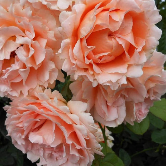 Climbing Polka Rose - Vibrant Peach and Cream Climbing Rose Bush for Your Garden