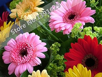 Mixed Gerbera Flower seeds for Planting - Compact Growth, Heirloom & GMO Free Seeds for Home Garden
 
 Sale for planting in home garden