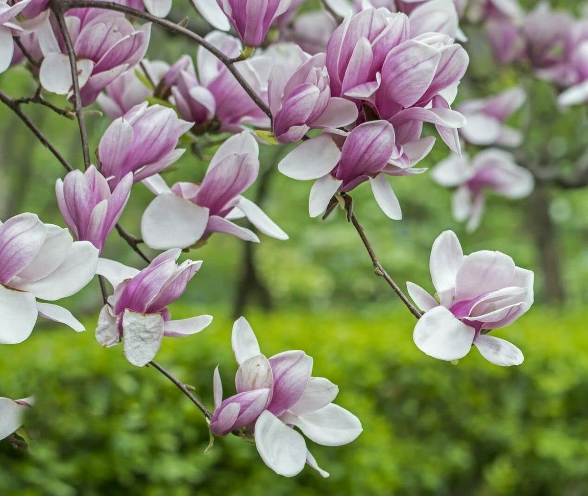 Soulangeana Flower seeds for Planting - Cottage Garden Essential, Heirloom & GMO Free Seeds for Home Garden
 
 Sale for planting in home garden.