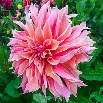Swan Island Dahlia Flower seeds for Planting Cut Flower Favorite Heirloom & GMO Free Seeds for Home Garden
 
 Sale seeds for home garden planting
