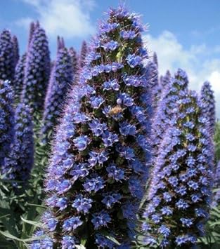 Purple Patterson’s Curse Flower seeds for Planting - Sun Loving, Heirloom & GMO Free Seeds for Home Garden
 
 Sale for planting in home garden