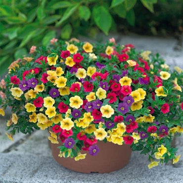 Semi di fiori perenni di petunia