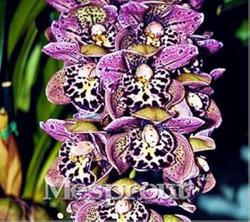 Mixed Cymbidium Orchid Flower seeds for Planting - Colorful Display, Heirloom & GMO Free Seeds for Home Garden
 
 Sale for planting in home garden.