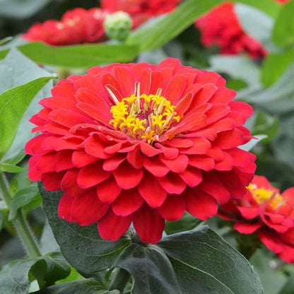 Red Calendula Flower seeds for Planting - Colorful Display, Heirloom & GMO Free Seeds for Home Garden