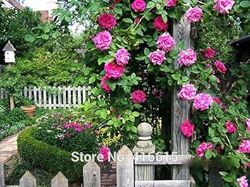 Pink Zephirine Rose Flower seeds for Planting - Bright Blooms, Heirloom & GMO Free Seeds for Home Garden
 
 Sale for planting in home garden