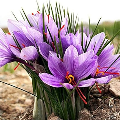 Graines de fleurs mélangées de crocus safran Hatsuga pour plantation - Aimant le soleil, variétés anciennes et graines sans OGM pour jardin domestique