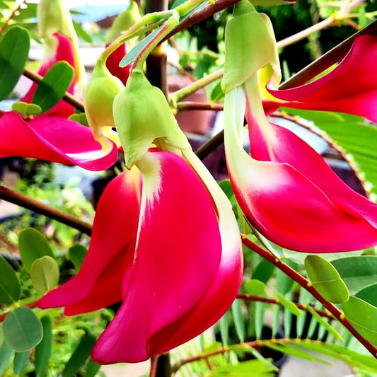 Sesbania Grandiflora Flower seeds for Planting Fragrant Blossoms Heirloom & GMO Free Seeds for Home Garden