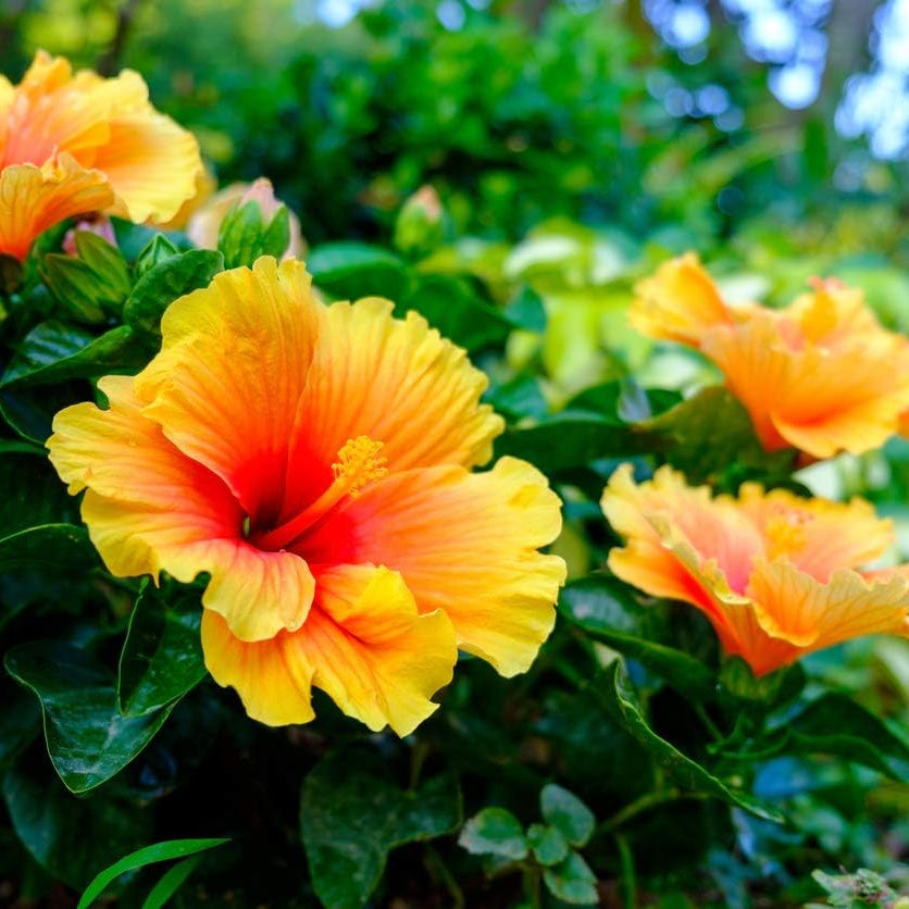 Hibiscus Flower seeds for Planting Drought Tolerant Heirloom & GMO Free Seeds for Home Garden 
 
 Sale seeds for home garden planting