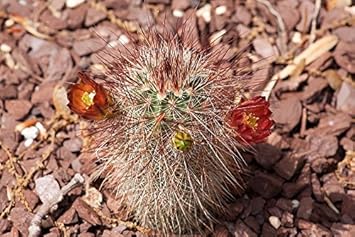 Red Echinocereus Russanthus Flower seeds for Planting - Premium Quality, Heirloom & GMO Free Seeds for Home Garden
 
 Sale for planting in home garden.