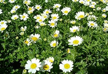 White Paludosum Flower seeds for Planting - Cut Flower Favorite, Heirloom & GMO Free Seeds for Home Garden
 
 Sale seeds for planting in home garden