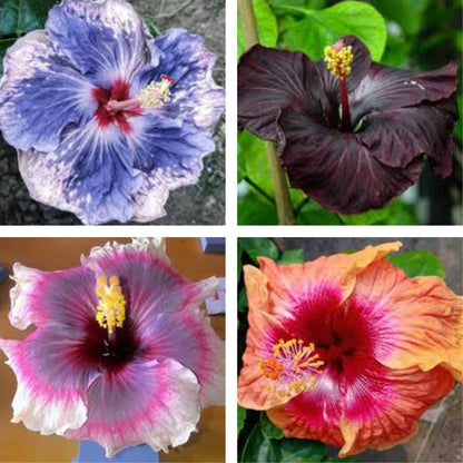 giant hibiscus flower seeds Mixed Rare Hibiscus Flower Seeds for Planting – Heirloom, Non-GMO, Uni – Pure Asia Seeds